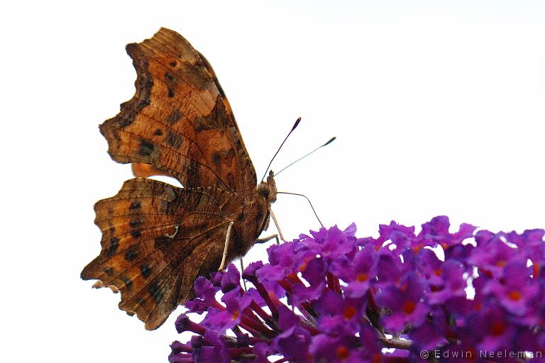 ENE-20090713-0232.jpg - [nl] Gehakkelde aurelia ( Polygonia c-album )[en] Comma ( Polygonia c-album )
